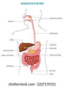 Anatomy of the human digestive organs and functions of internal organs. Medical Education Chart of Biology for Digestive System Diagram. Anatomy of Human digestive system.