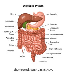 Anatomy of the human digestive system with description of the corresponding internal parts. Anatomical vector illustration in flat style isolated over white background.