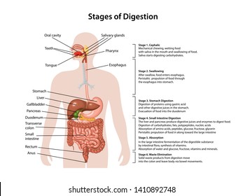 Anatomy of the human digestive system with description of the corresponding stages of digestion. Anatomical vector illustration in flat style isolated over white background.