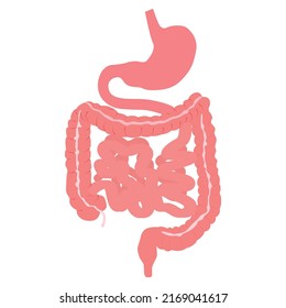 Anatomy of the human digestive system with description of the corresponding internal parts. Anatomical vector illustration in flat style isolated over white background.