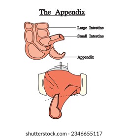 Anatomy of the human digestive system with description of the corresponding internal parts. Anatomical vector illustration in flat style isolated over white background.