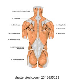 Anatomía del sistema digestivo humano con descripción de las partes internas correspondientes. Ilustración anatómica vectorial en estilo plano aislada sobre fondo blanco.