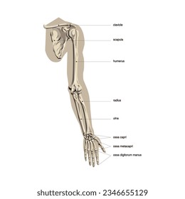 Anatomy of the human digestive system with description of the corresponding internal parts. Anatomical vector illustration in flat style isolated over white background.