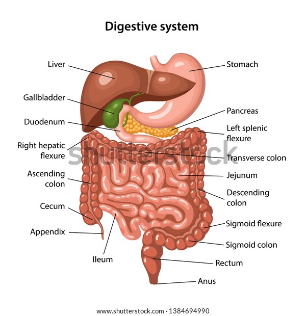 Anatomy of the human\
digestive system with description of the corresponding internal\
parts. Anatomical vector illustration in flat style isolated over\
white background.