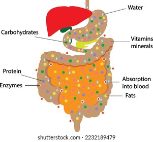 Anatomy of Human digestive system. Illustration about internal organ.
