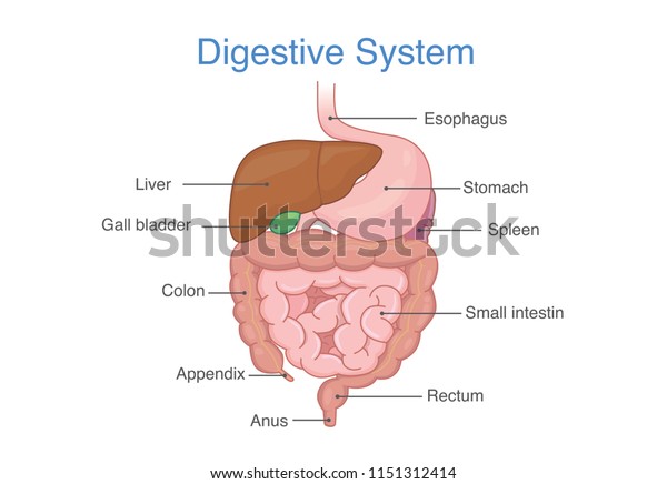 Anatomy of Human digestive system. Illustration\
about internal organ.