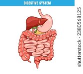 Anatomy of the human digestive system. Intrnal organ digestive system vector.