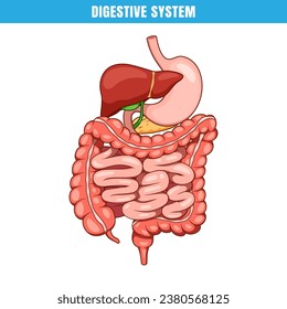 Anatomy of the human digestive system. Intrnal organ digestive system vector.