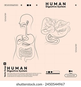 Anatomy of the human digestive system line art. Anatomical vector illustration in flat style isolated over a background. book, page, magazine.