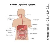 Anatomy of the human digestive system. Medical education biology chart. Vector illustration