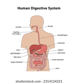 Anatomie des menschlichen Verdauungssystems. Medizinische Ausbildungsbiologie-Karte. Vektorgrafik