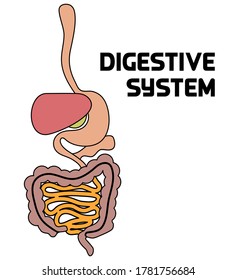 Anatomy Human Digestive System Vector Illustration Stock Vector ...