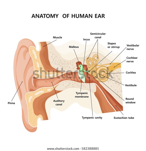 Anatomy of human\
ear.