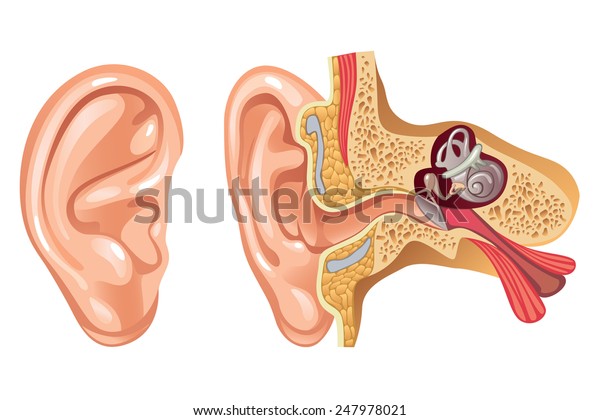 Anatomy of\
Human Ear - Cross section -\
Illustration
