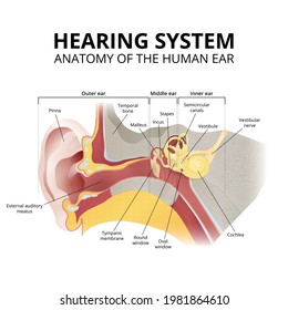 anatomy of the human ear, hearing system, parts of the ear, structure of the ear in section