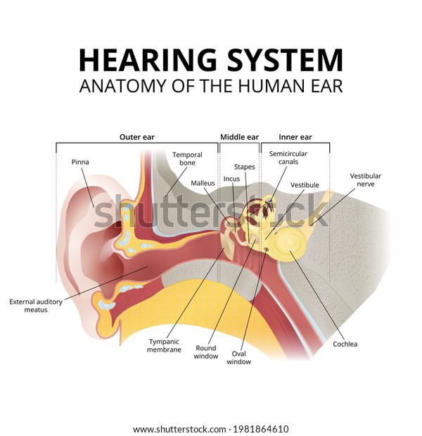 anatomy of the human ear, hearing\
system, parts of the ear, structure of the ear in\
section