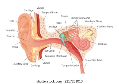 Anatomy of human ear infographic scheme vector flat illustration. Inner structure of hearing mechanism medical organ system with nerve sound canal with names. Anatomical sensory membrane