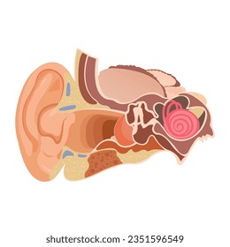 Anatomía del oído humano. La estructura interna de los oídos, el órgano de la ilustración del vector auditivo. Órganos sensoriales de sonido humano Infografía de la medicina