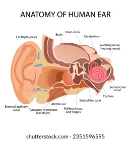 Anatomy of the human ear. The internal structure of the ears, the organ of hearing vector illustration. Human Sound Sensory Organs Medicine infographic