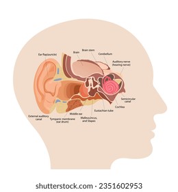 Anatomie des menschlichen Ohrs. Die innere Struktur der Ohren, das Organ des Gehörs Vektorgrafik. Infografik von Human Sound Sensory Organs