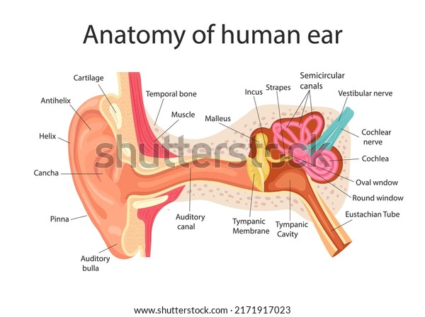 Anatomy of the human ear. Internal structure\
of the ears, medical vector\
illustration