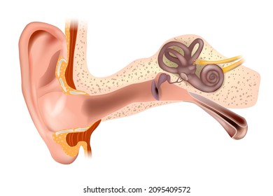 Anatomy of Human Ear. Outer ear, middle ear and inner ear. Medical vector illustration Isolated white background