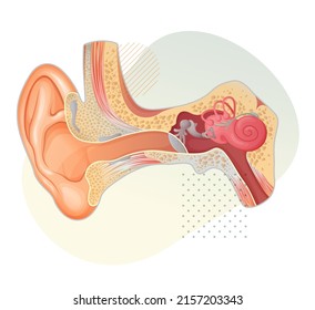 Anatomía del oído humano - Ilustración de acciones como archivo EPS 10