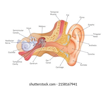 Anatomy of the Human Ear - Stock Illustration  as EPS 10 File