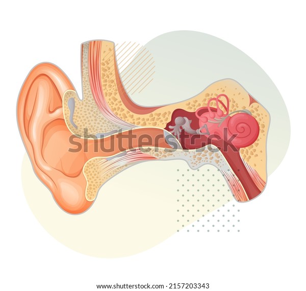 Anatomy of the Human Ear - Stock Illustration  as\
EPS 10 File