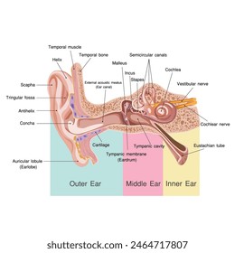 Anatomy of the human ear that consists of Outer Ear; Middle Ear; Inner Ear Temporal muscle; Temporal bone; Helix; Scapha; Malleus; Incus; Semicircular canals; Cochlea; Stapes; Vestibular; nerve; Tring