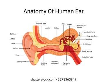 Anatomía del vector de oído humano