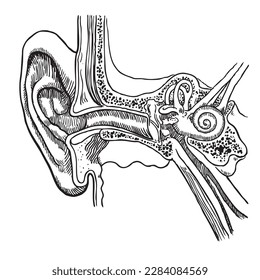 Anatomía del oído humano, ilustración vectorial, aislada en fondo blanco.
