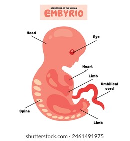 Anatomy Of A Human Embyrio