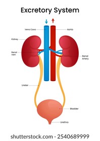 Anatomía del sistema excretor humano