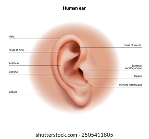 Anatomy of the human external ear. Vector illustration.