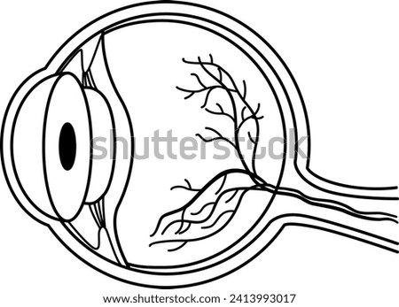 Anatomy of the Human Eye for Coloring. Vector Illustration of Internal Organ. Medicine Concept