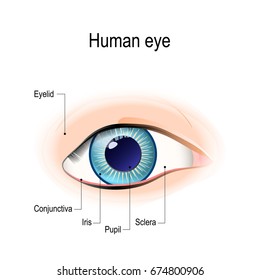 Anatomy of the human eye in front view. External View. Schematic diagram. detailed illustration