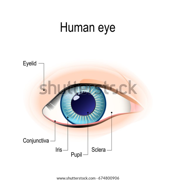 Anatomy of the human eye in front\
view. External View. Schematic diagram. detailed\
illustration