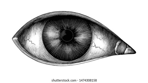 Anatomy of human eye hand draw vintage clip art isolated on white background