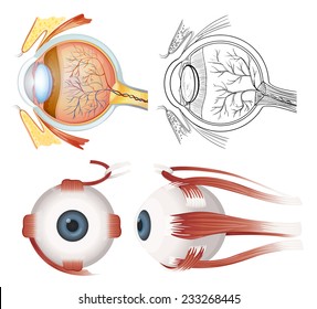 Anatomy of the human eye on a white background 