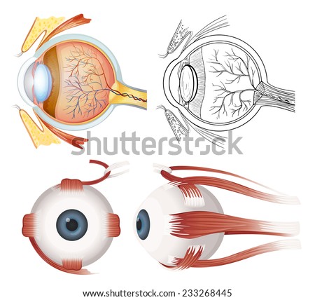 Anatomy of the human eye on a white background 