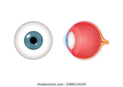 Anatomy of human eye with optic nerve structure front side view realistic vector illustration. Eyeball sphere with retina cornea iris biology medical ophthalmology science educational scheme