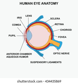 Anatomy of human eye, vector illustration.