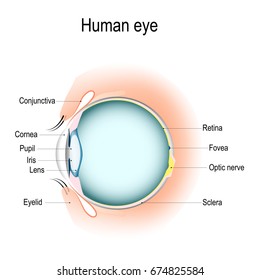 Conjunctiva Diagram