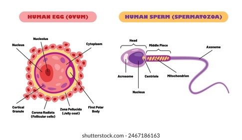 Anatomía Del Sistema De Fertilización Humana