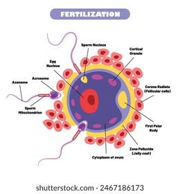 Anatomy Of Human Fertilization System