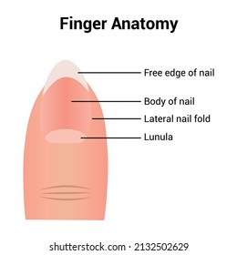 30 Lateral nail fold Images, Stock Photos & Vectors | Shutterstock