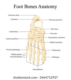anatomy of human foot bone design for medical