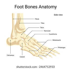 anatomy of human foot bones side view