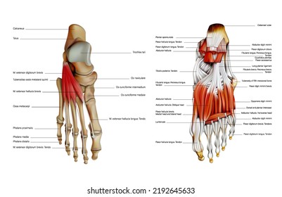 The anatomy of the human foot is medial and middle plantar muscles. Vector 3D illustration